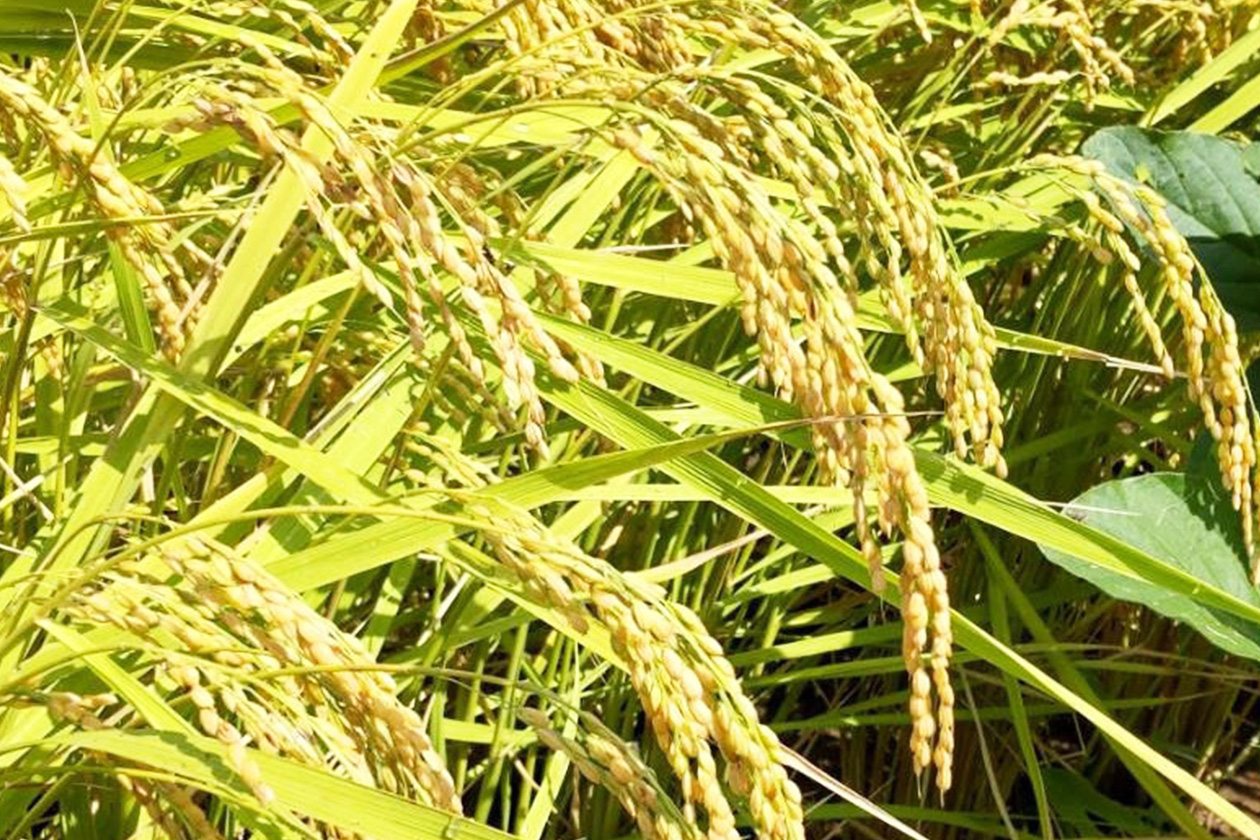 有機肥料で育てた
お米もおすすめです。